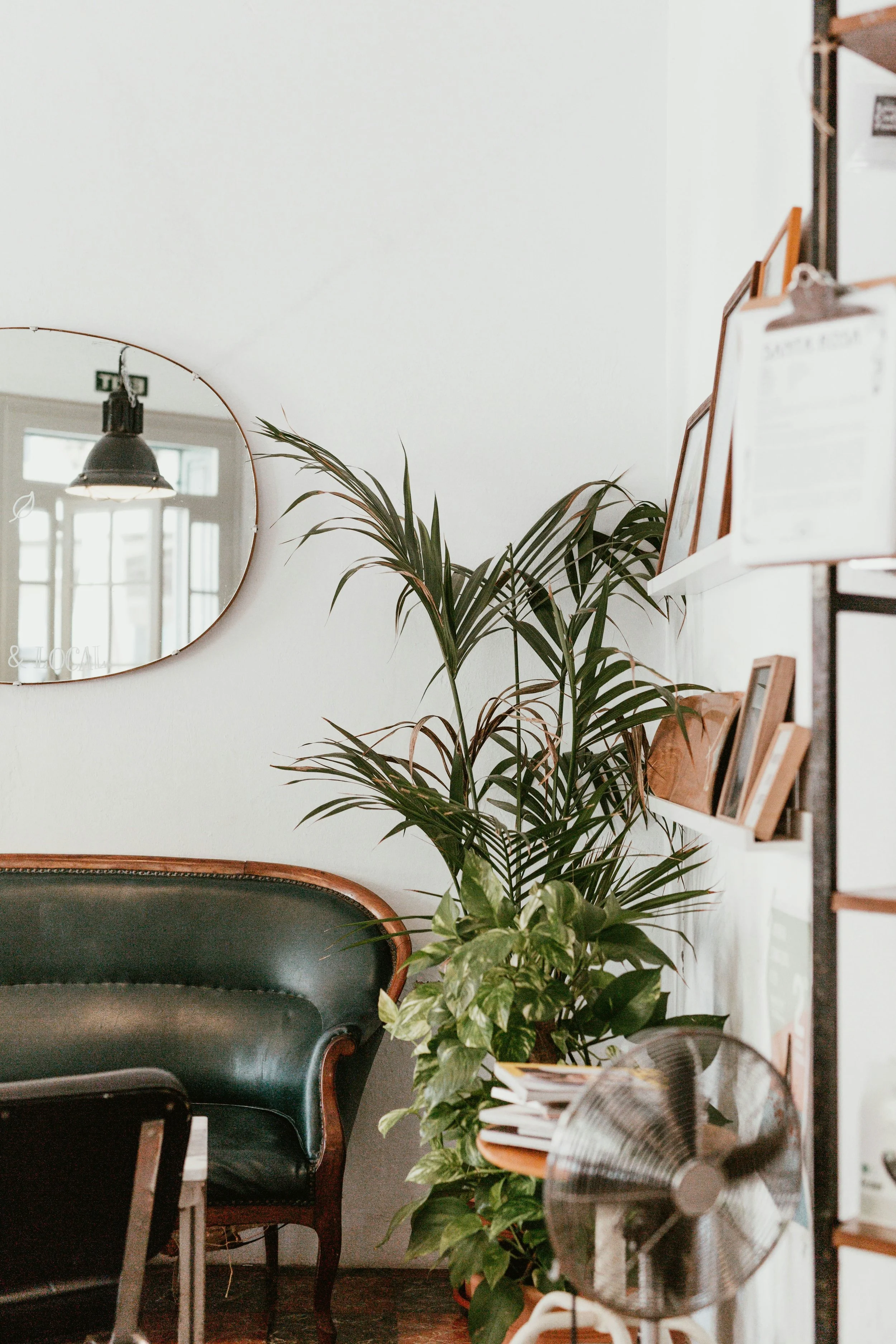 Interior of a room with a green leather vintage sofa, a large potted plant, and a round mirror on a white wall.
