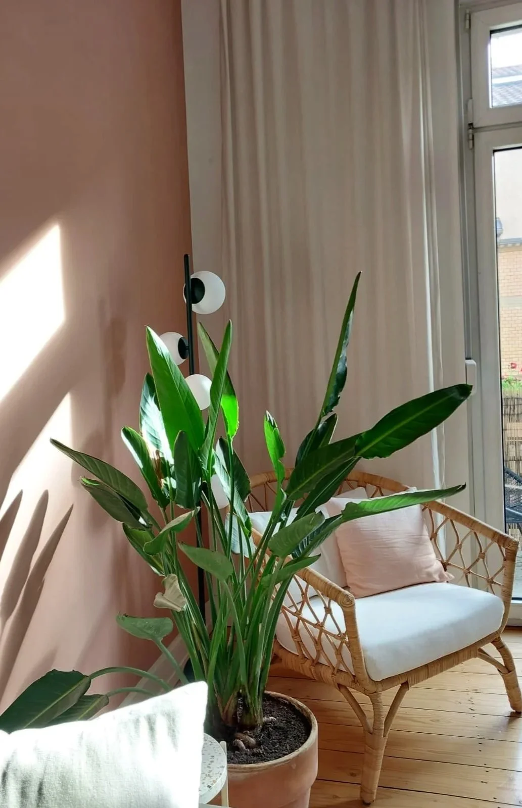 Interior of a room with a large green potted plant, a wicker lounge chair with a pink cushion, a floor lamp, a window with a white curtain, and sunlight streaming in.