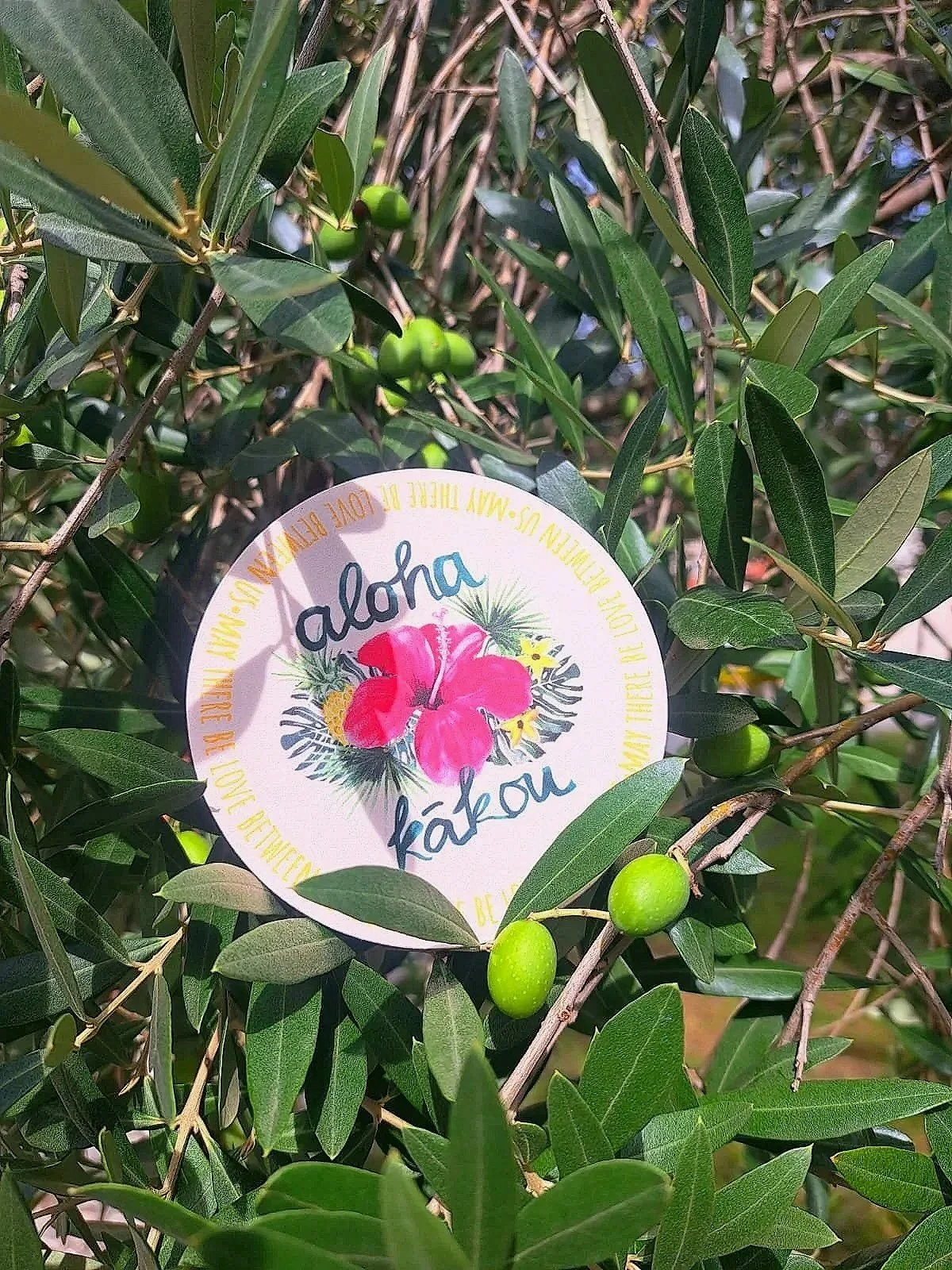 Green olive tree with small green olives, and a colorful round tag with the word 'Aloha' and a hibiscus flower, partially hidden among the leaves.