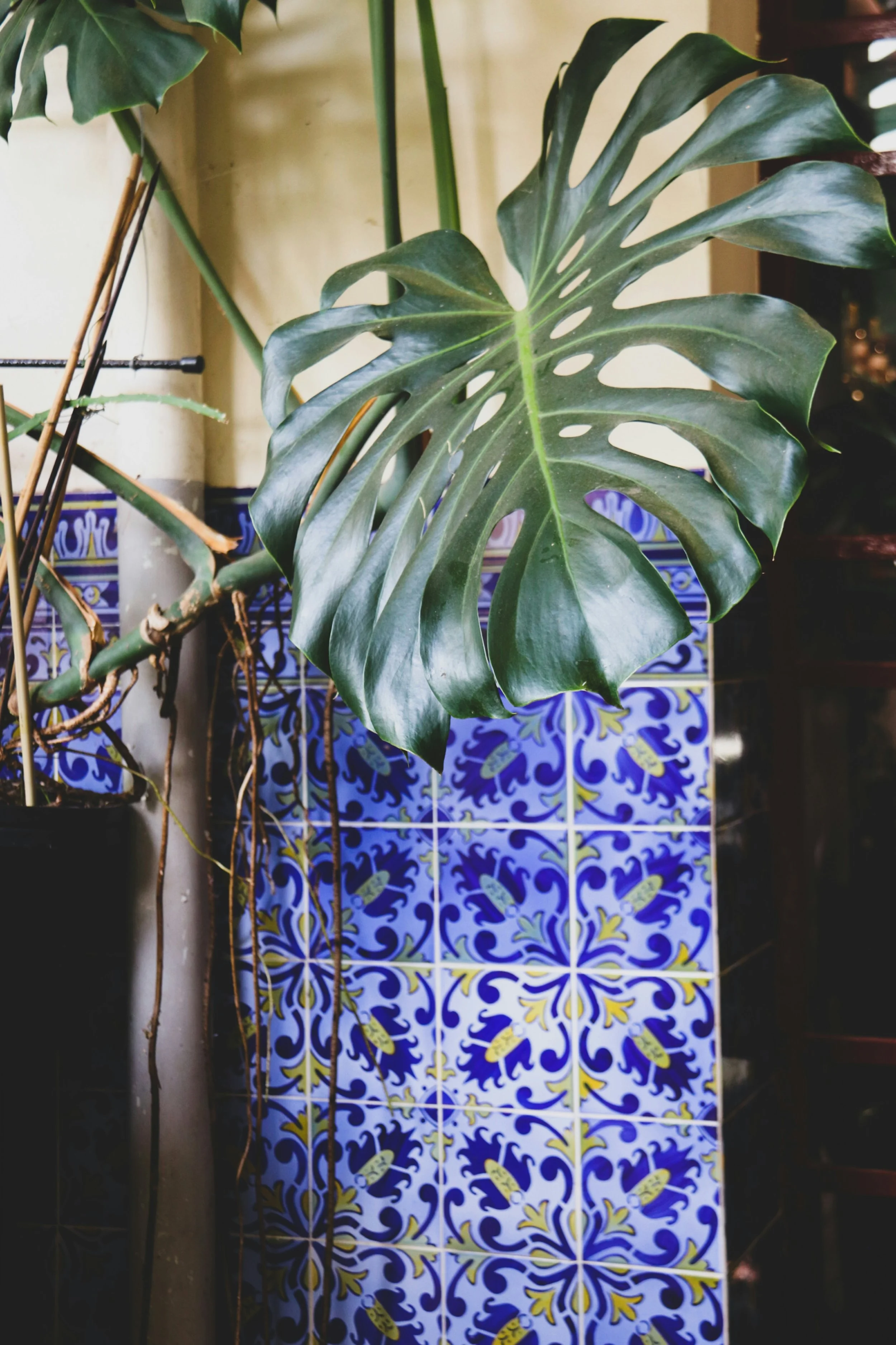 A large green monstera leaf in front of vibrant blue and yellow patterned tiles with small green tags on some tiles.