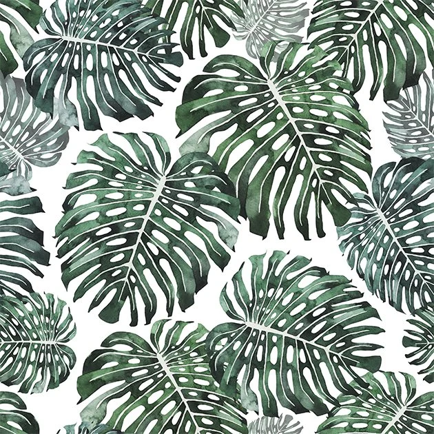 8x8cm__0057_201123_Monstera_Jungle.jpg