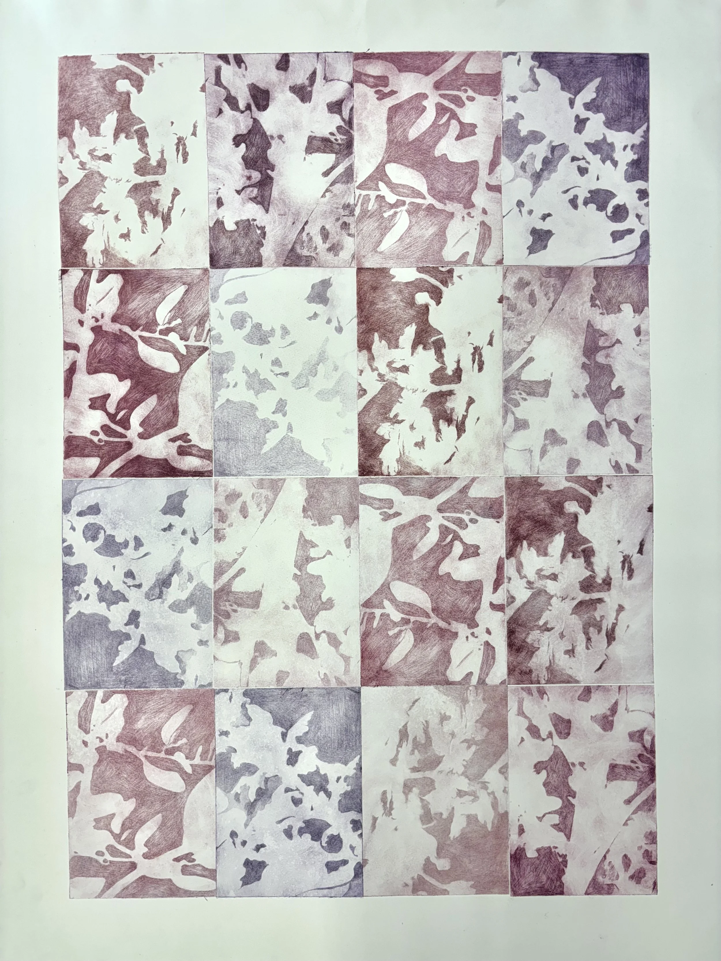 Where the Smoketree Grows, 2025, drypoint print on fabriano, 94 x 79cm