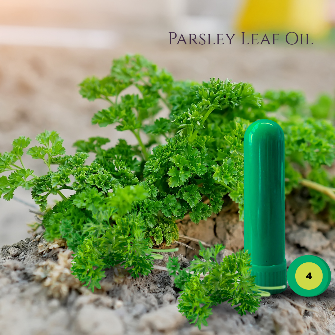 03_HERBS_05_PARSLEY.png