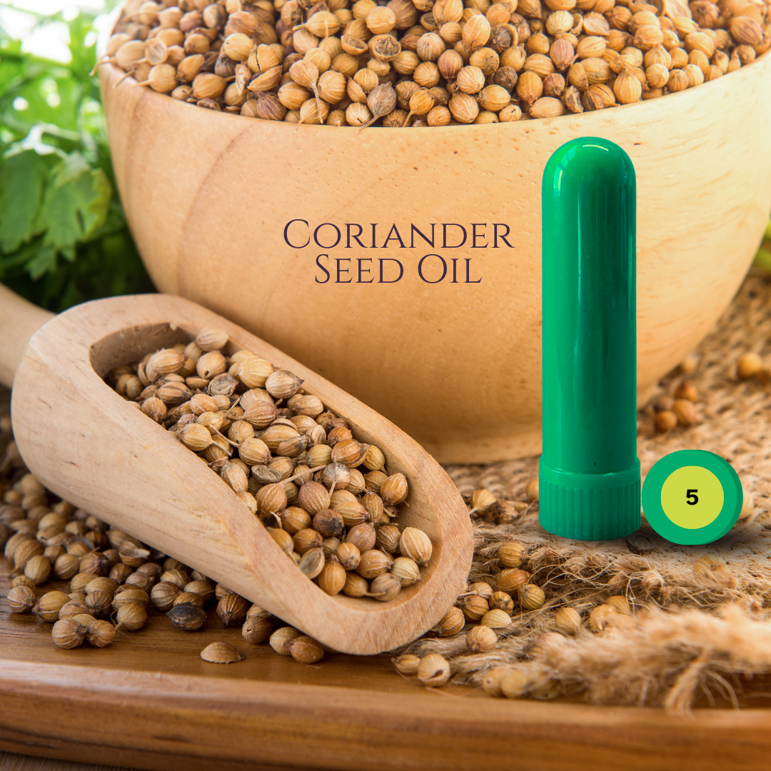 03_HERBS_06_CORIANDER.png
