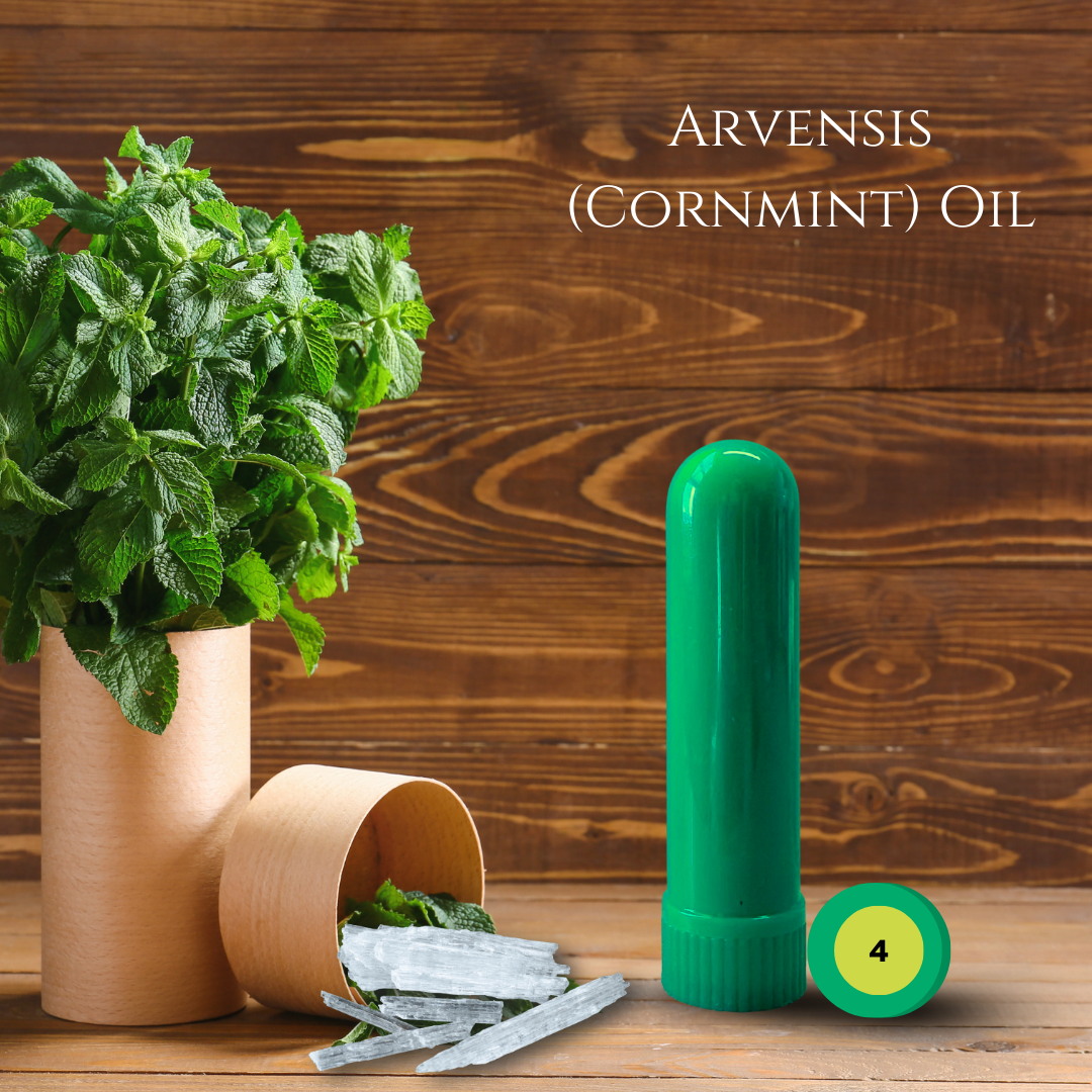05_MINT_05_ARVENSIS.png
