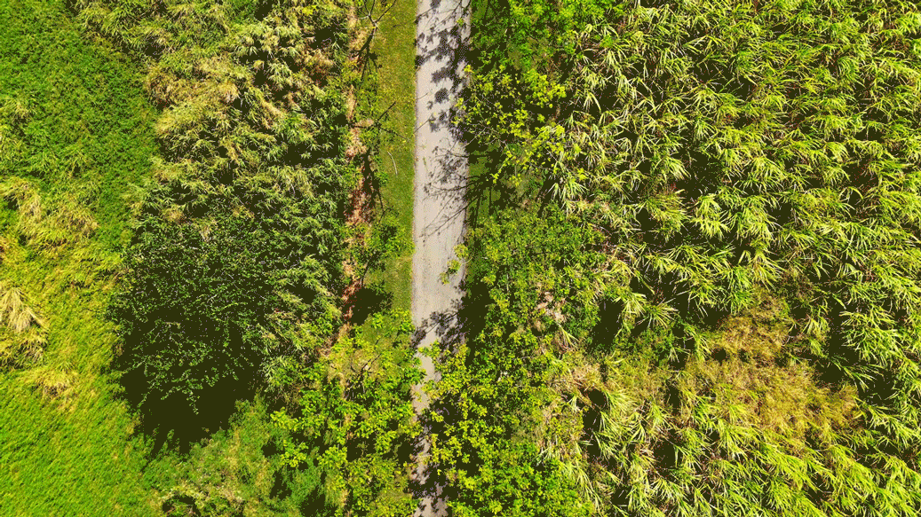 A gif of a drone shot looking down at a straight section of the Trailway as a cyclist rides from the bottom of view to the top and out of sight