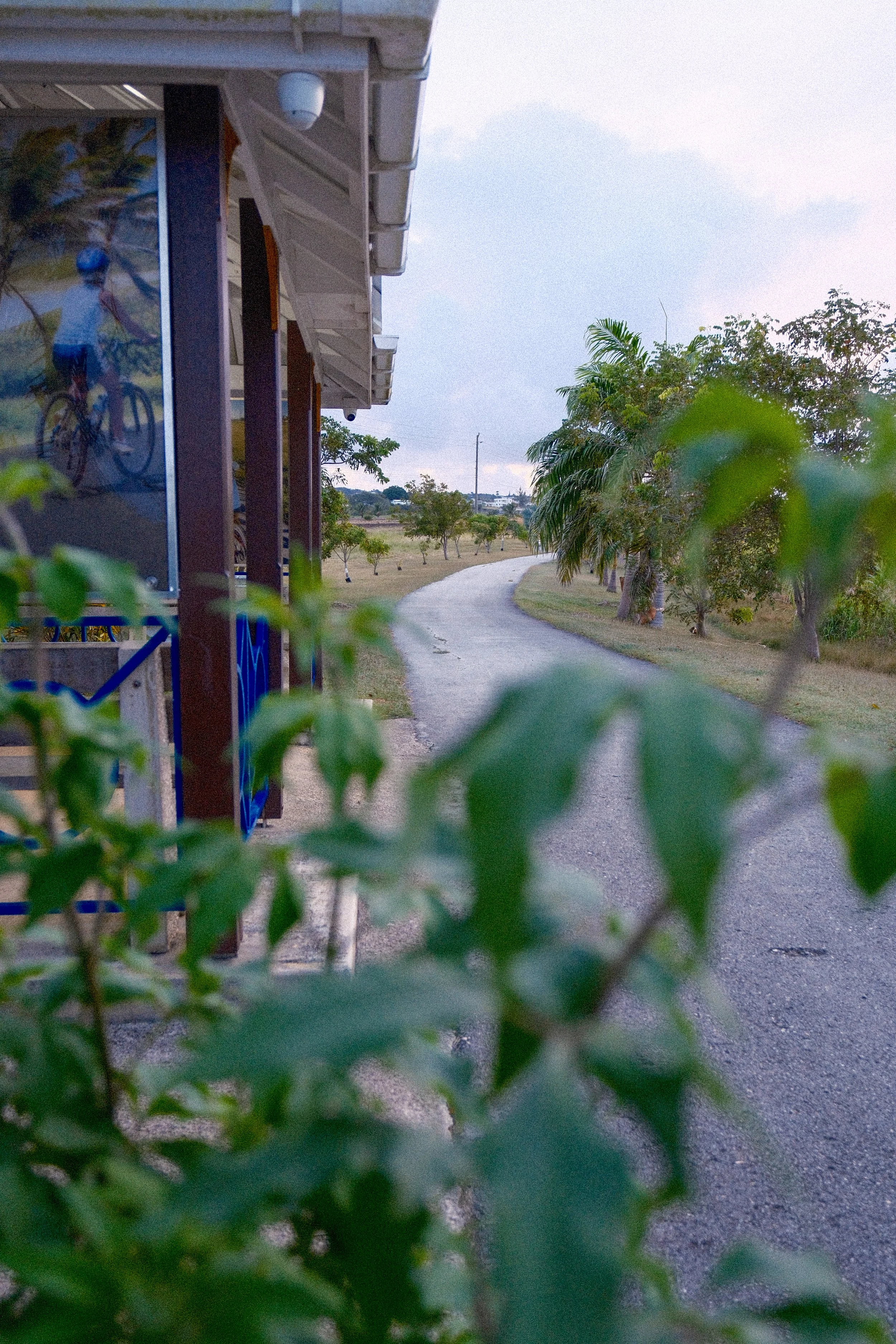 An image of the Trailway showing a bed in its route. There are palm trees - young and more mature - on either side and in the foreground is a structure with sun cover with a mural of a cyclist on the wall. In the foreground are leaves of a tree
