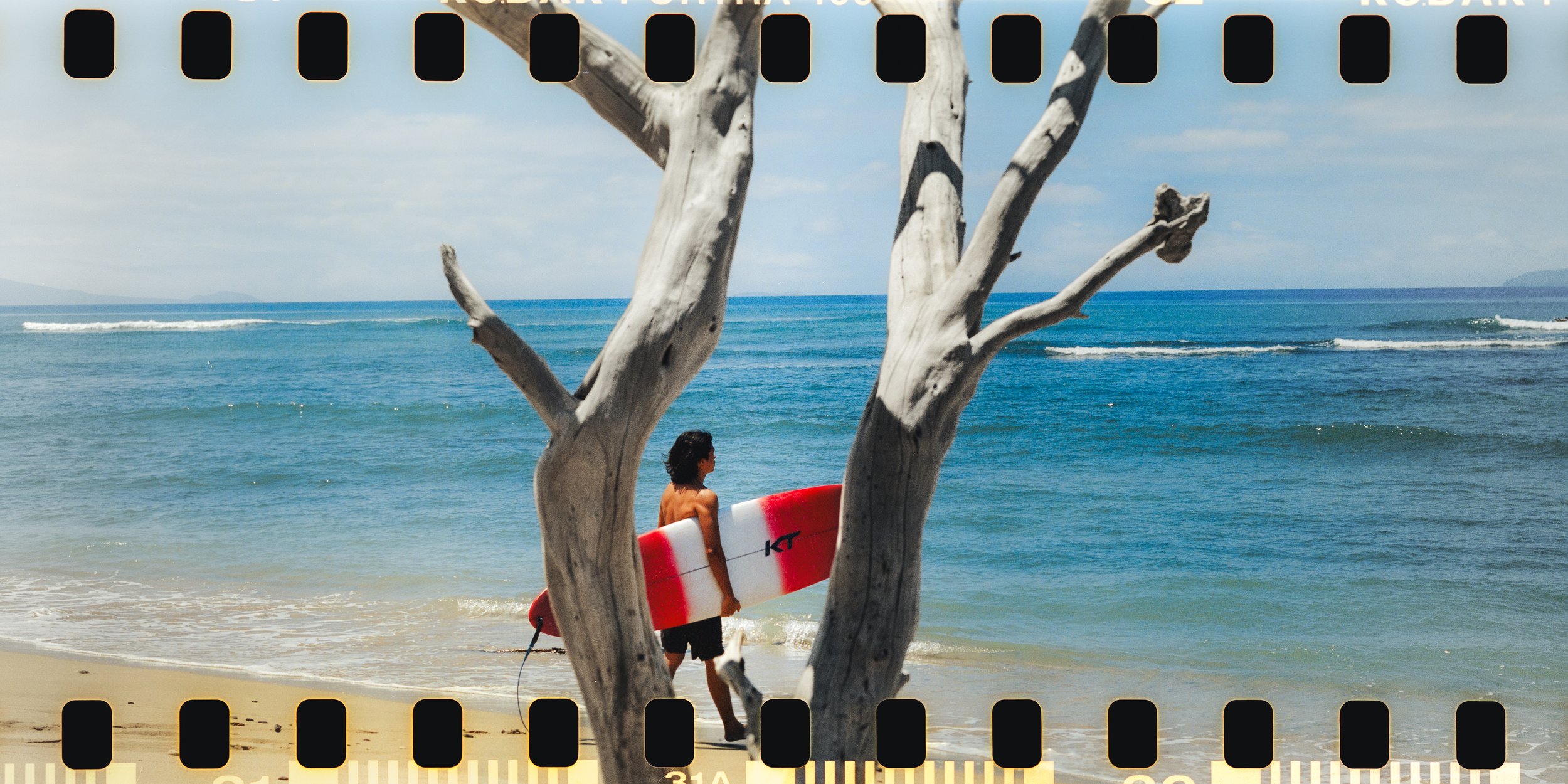 an image of a surfer carrying a surfboard as framed between two trees and looking out onto the ocean