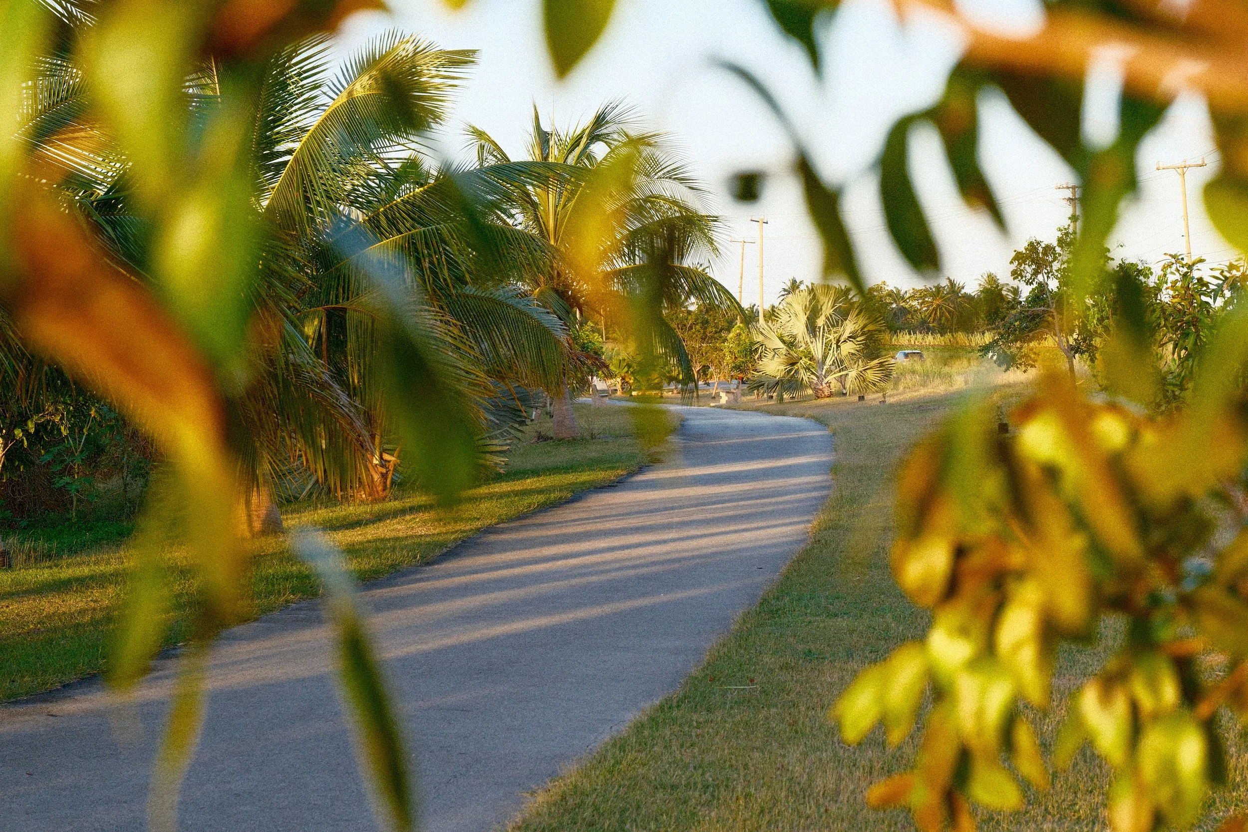 A palm-lined stretch of the Trailway illuminated by low sun