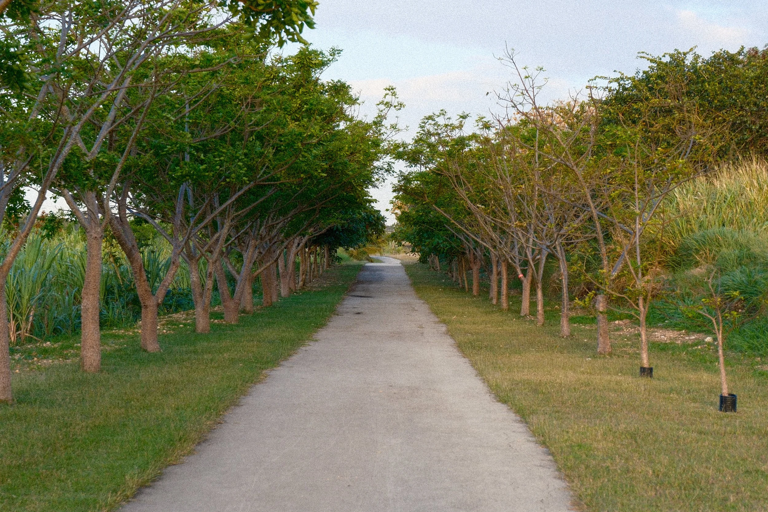 A direct view straight-on of a section of the Trailway with tree-lined sun cover