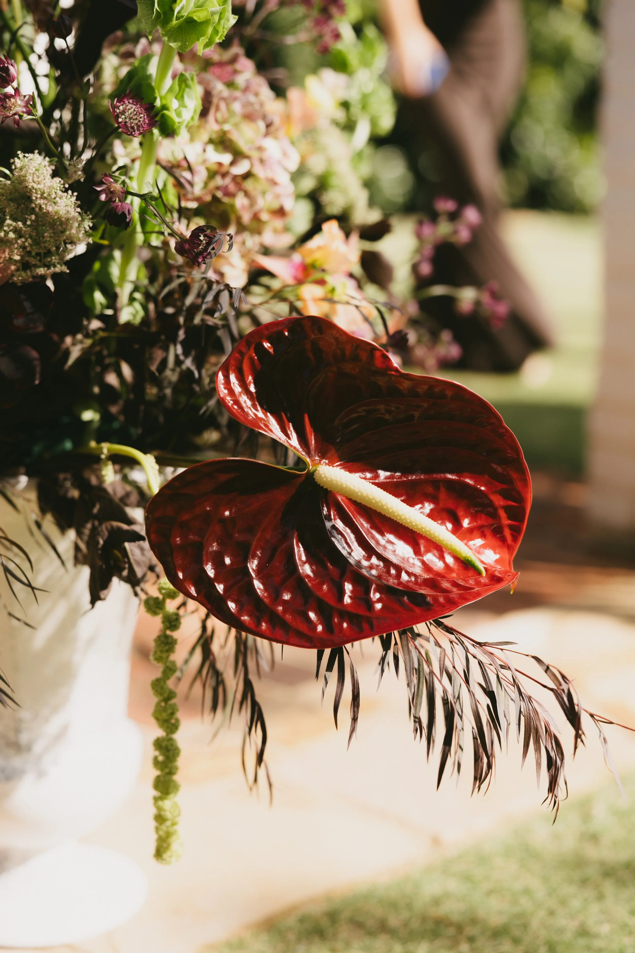 A close-up of a vibrant red and dark maroon anthurium flower with a white spadix, surrounded by various pink, white, and purple flowers and foliage in a garden setting.