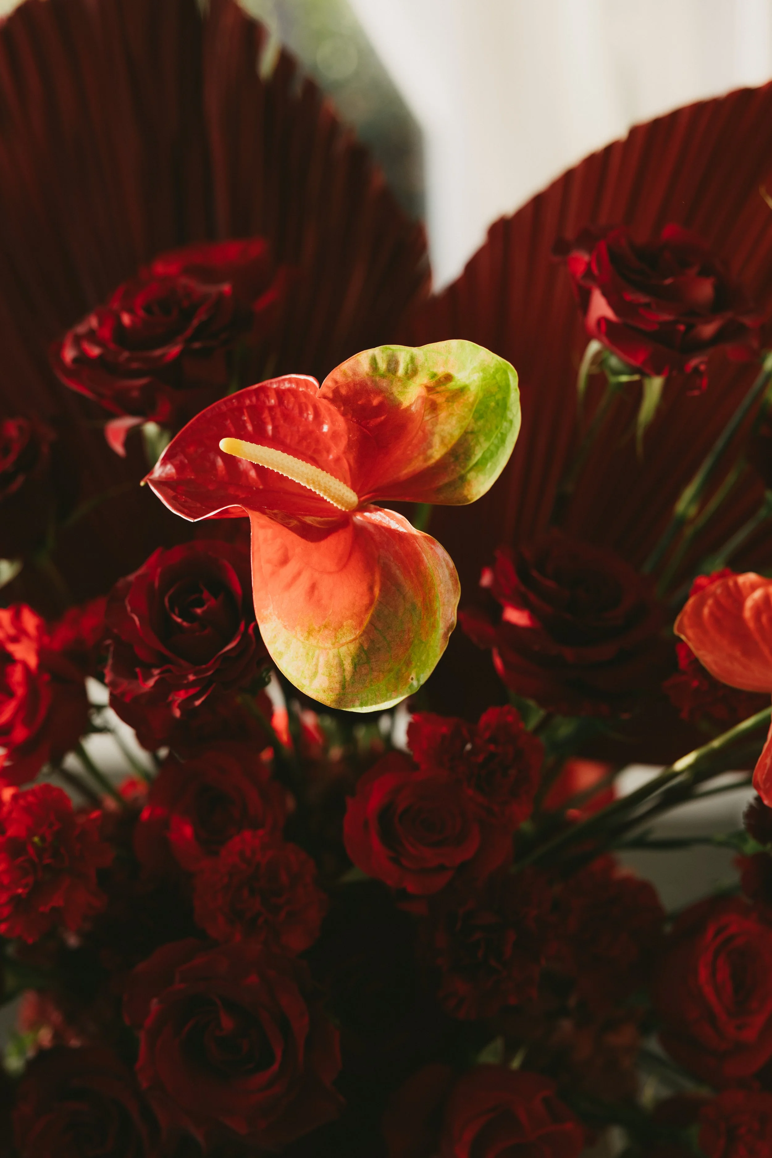 Close-up of a colorful anthurium flower with red and green petals, surrounded by dark red roses and large red leaves in the background.