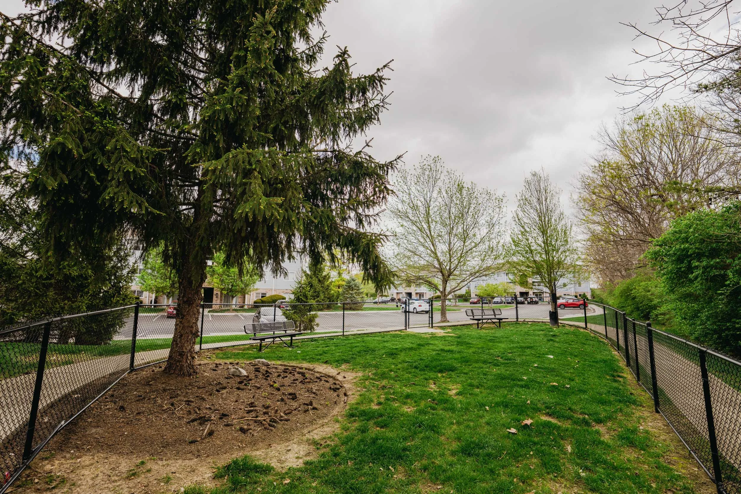 A park with a large evergreen tree, benches, a fenced area, and a row of trees in the background under an overcast sky.