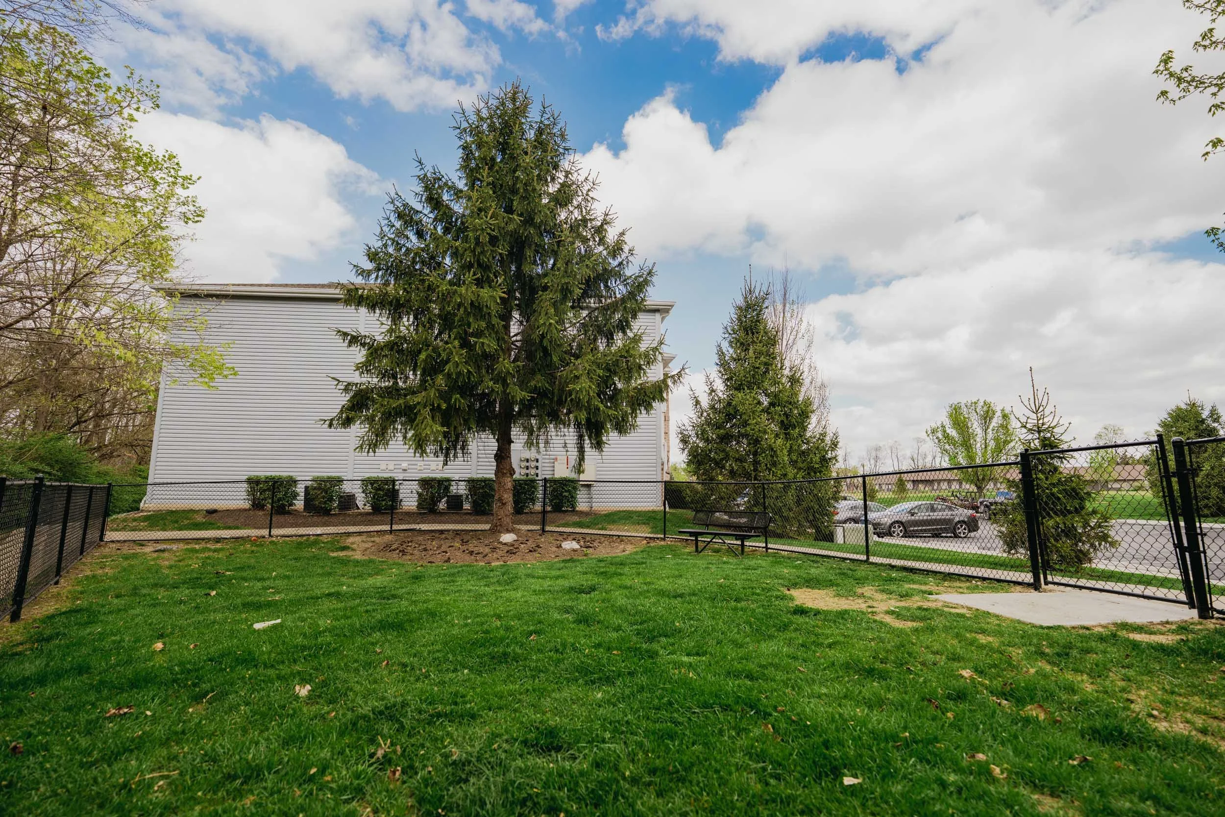 A backyard with green grass, a large pine tree in the center, a white house in the background, a black fence surrounding the yard, and a parking lot with several cars behind the fence. The sky is partly cloudy.