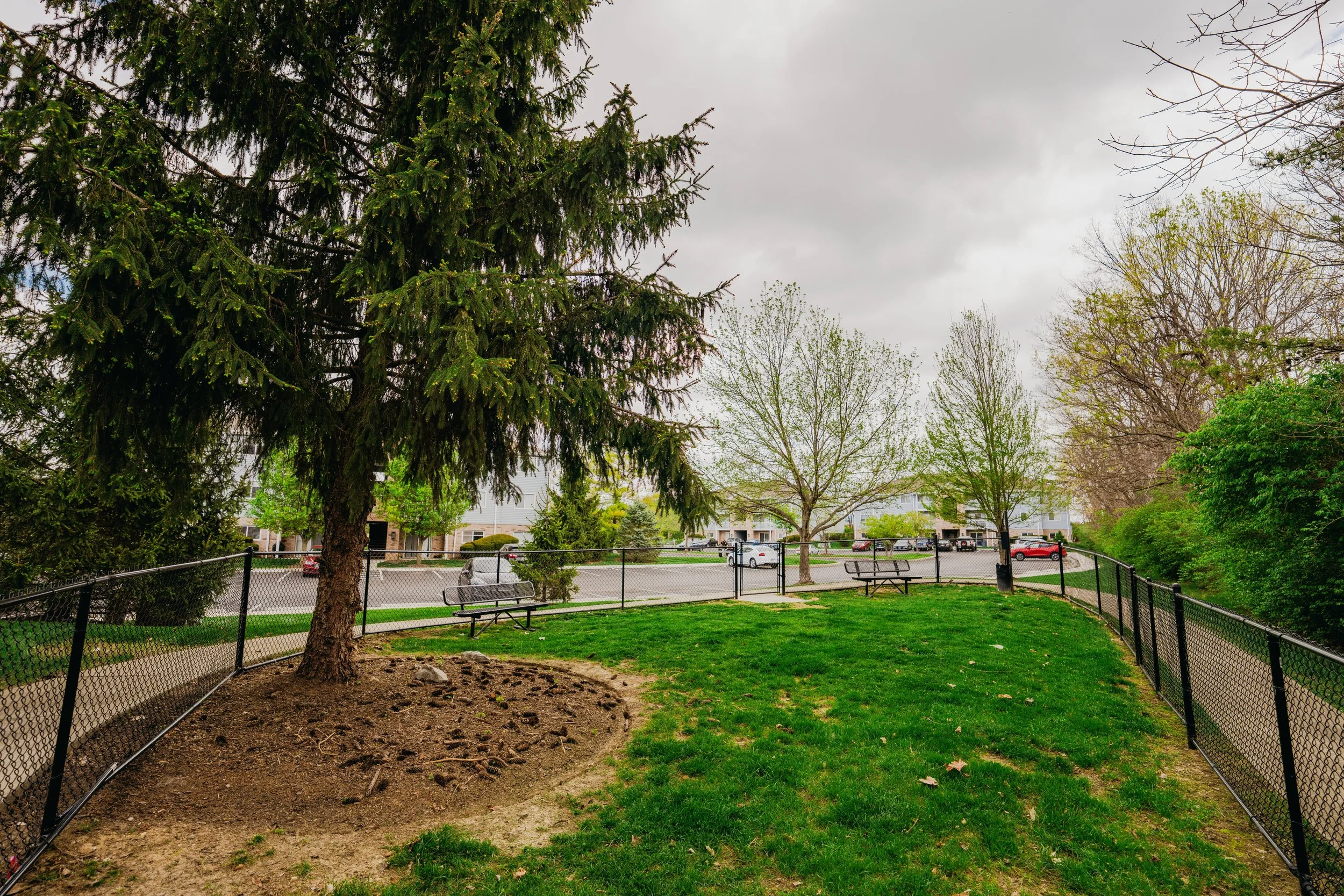 Image of Honey Creek's dog park, featuring a fenced-in grassy space with an evergreen tree inside and the parking lot in the distance.