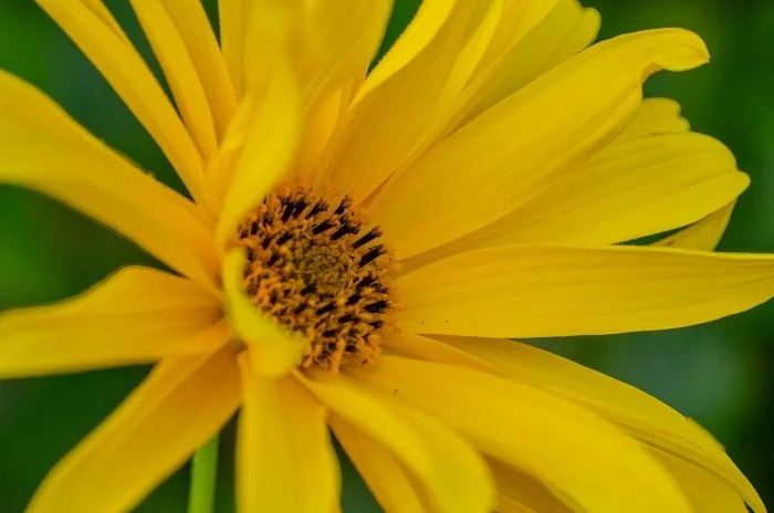 A yellow flower with thin petals, outside.
