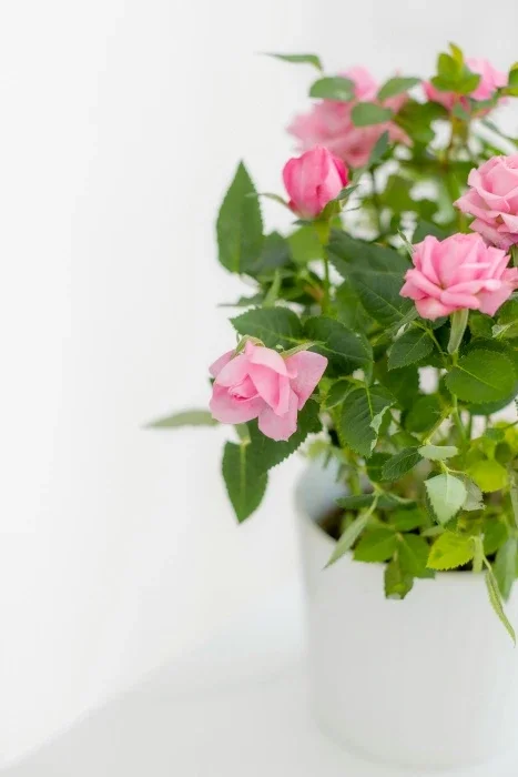 A small potted plant of pink roses.