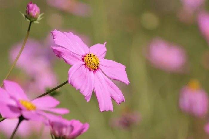 A flat pink flower with a yellow center.