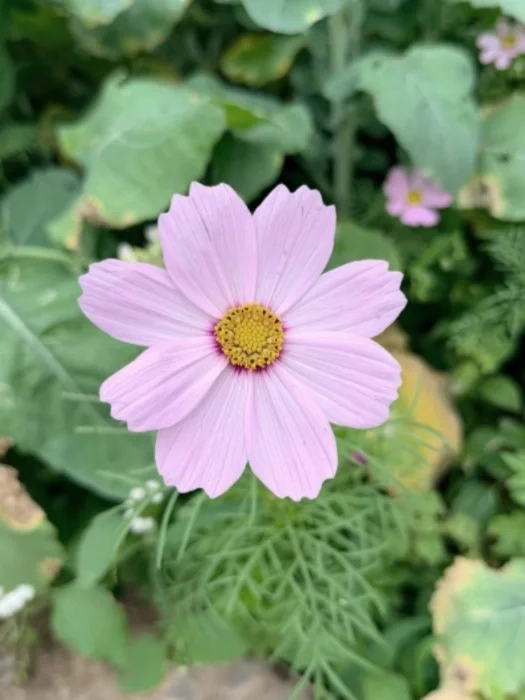 An open, pale pink flower outside, surrounded by leaves.