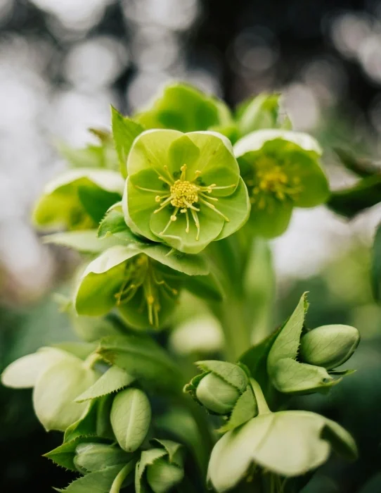 Small green flowers.