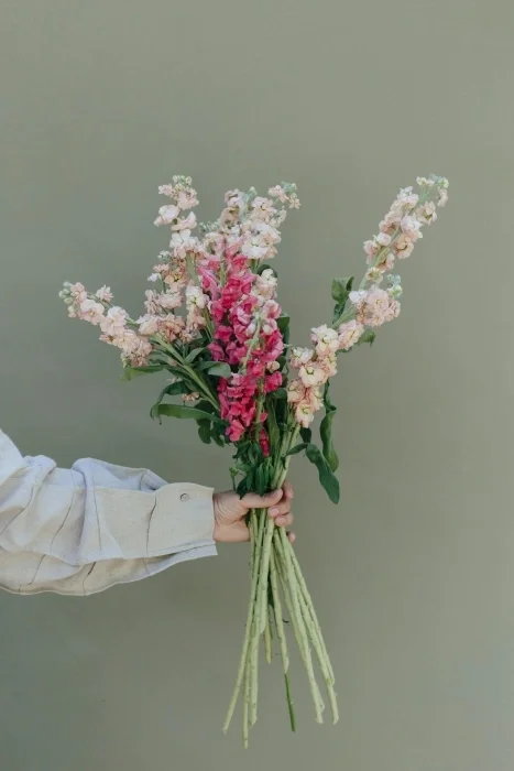 Pink snapdragon flowers being held together.