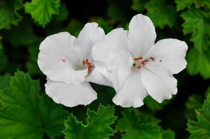 Two white flowers with orange stamens.