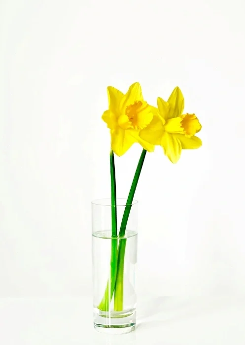 A clear vase with two yellow daffodil stems.