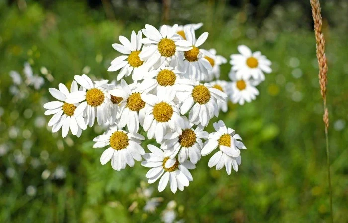 A bundle of small white flowers outside.