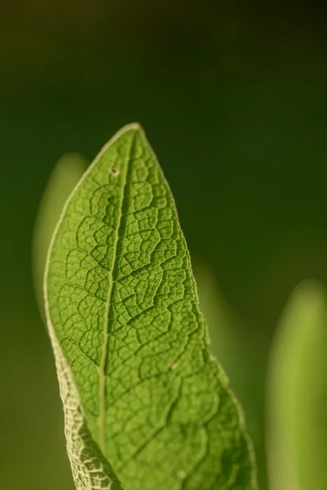 A light green leaf, partially turned.