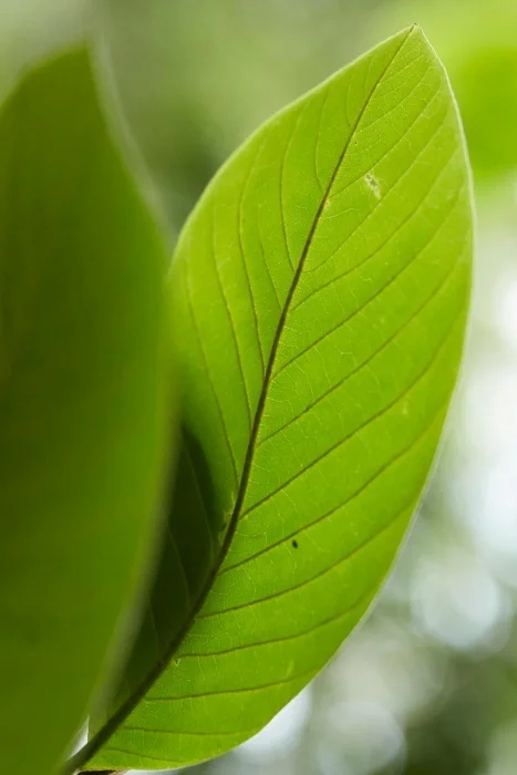 A light green leaf.