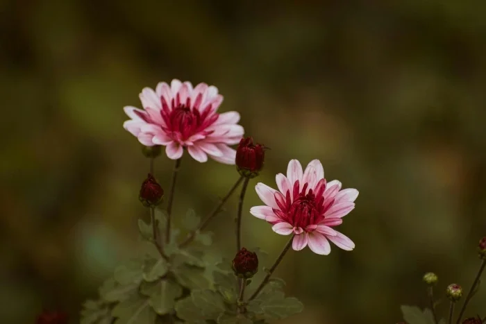 Two pinkish purple flowers.