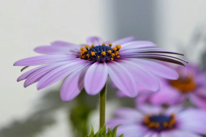 A flower with a green stem, purple petals, and a black and yellow center.