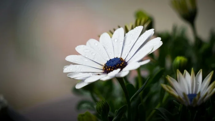 A flat white flower with a large center.
