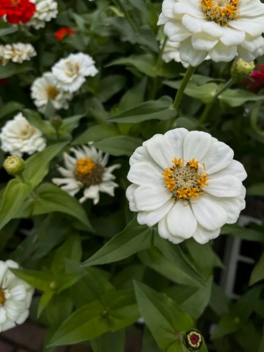 Open white flowers with yellow stamen on a bush.