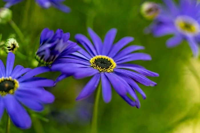 Flat, open, purple flowers with black and yellow centers.