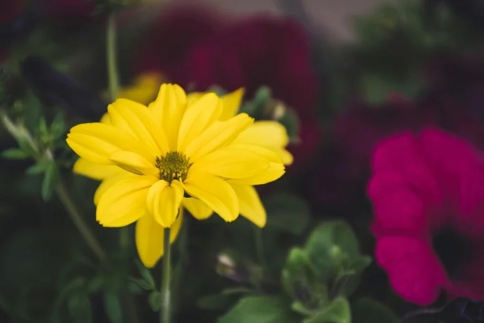 A bright yellow flower with skinny petals, and a bright magenta flower in the background.