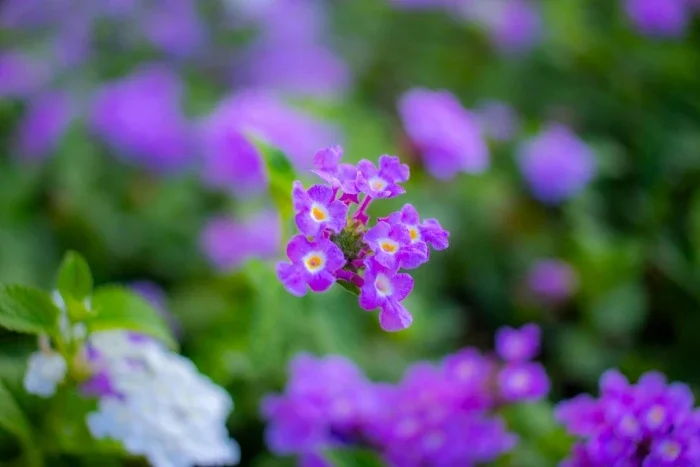 A small bunch of purple flowers on a tiny stem.