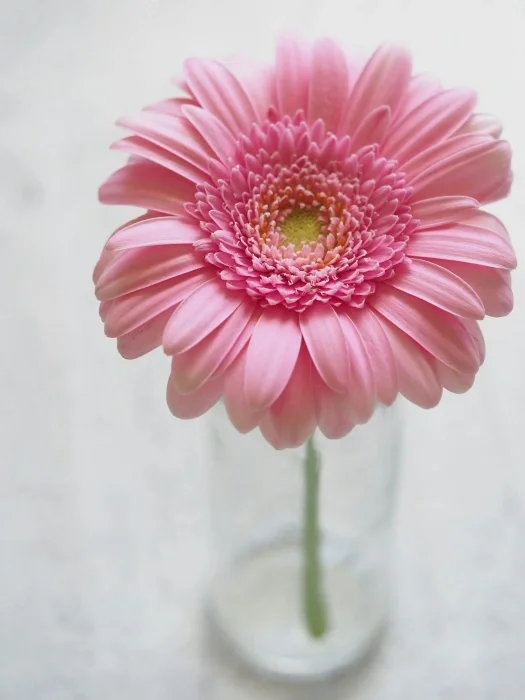 A pink flower with its stem in a mason jar.