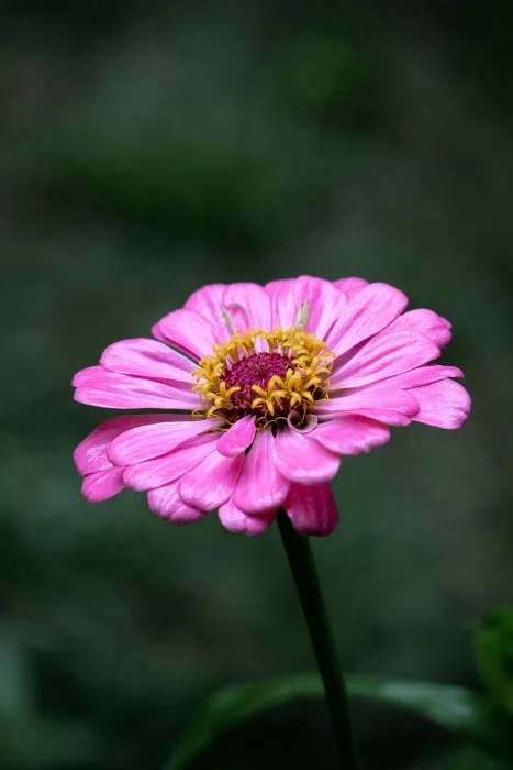 A pink flower with skinny petals and a yellow center.