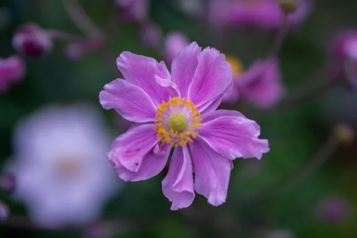 A bright flower with pink, folding petals.