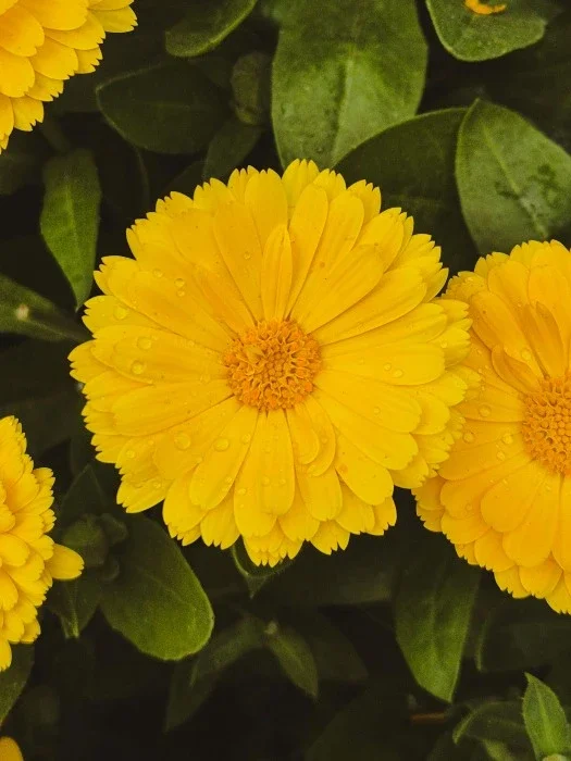 A bright, open yellow flower with water droplets on it.