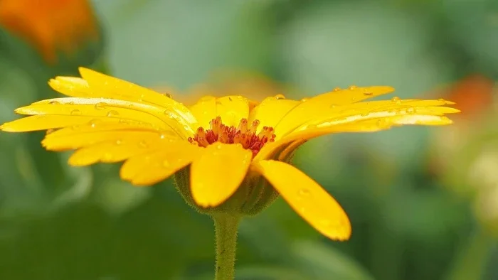 A yellow flower with thin petals and yellow center.