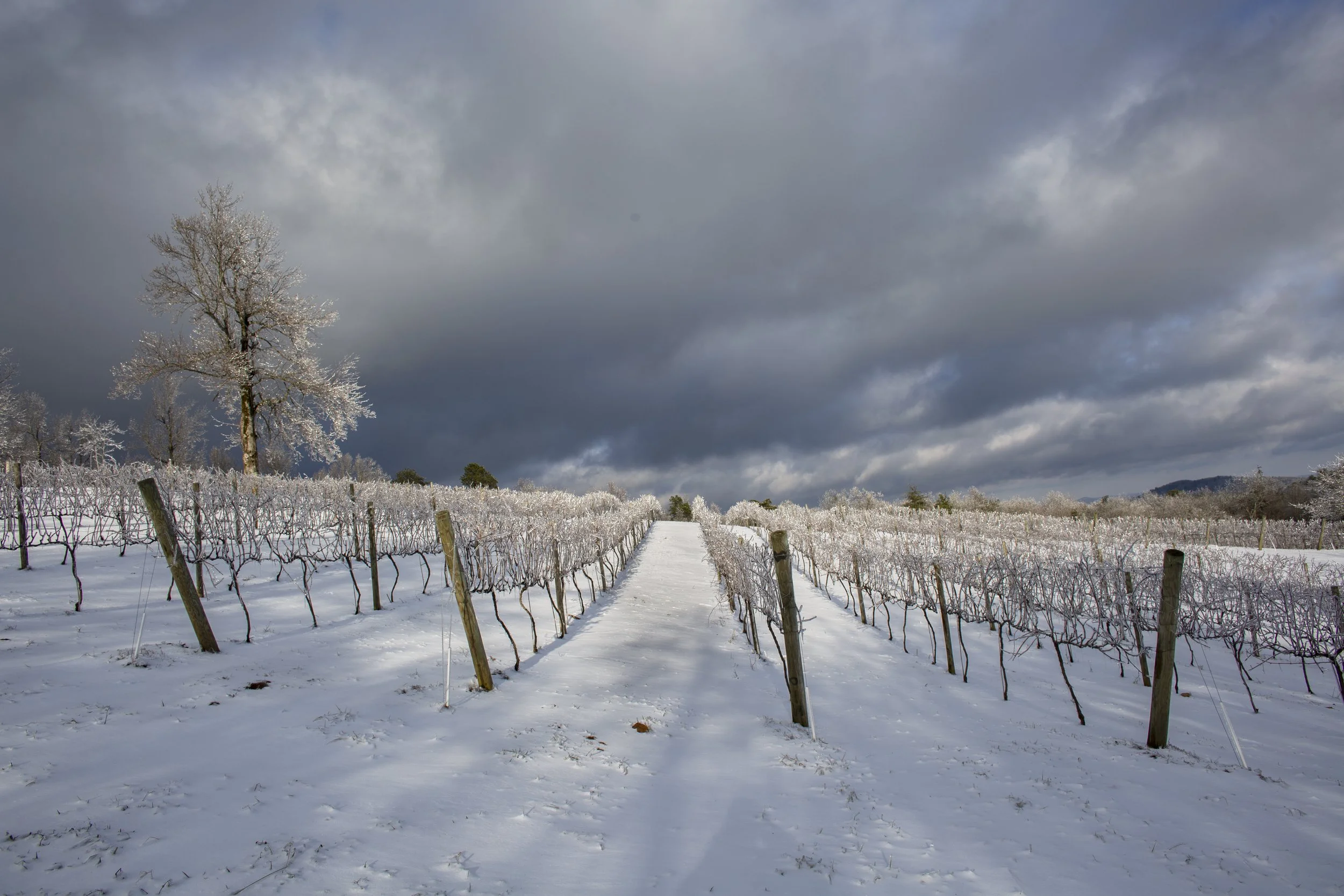 Snow-covered vineyard with rows of grapevines and a large tree under a dark, cloudy sky.