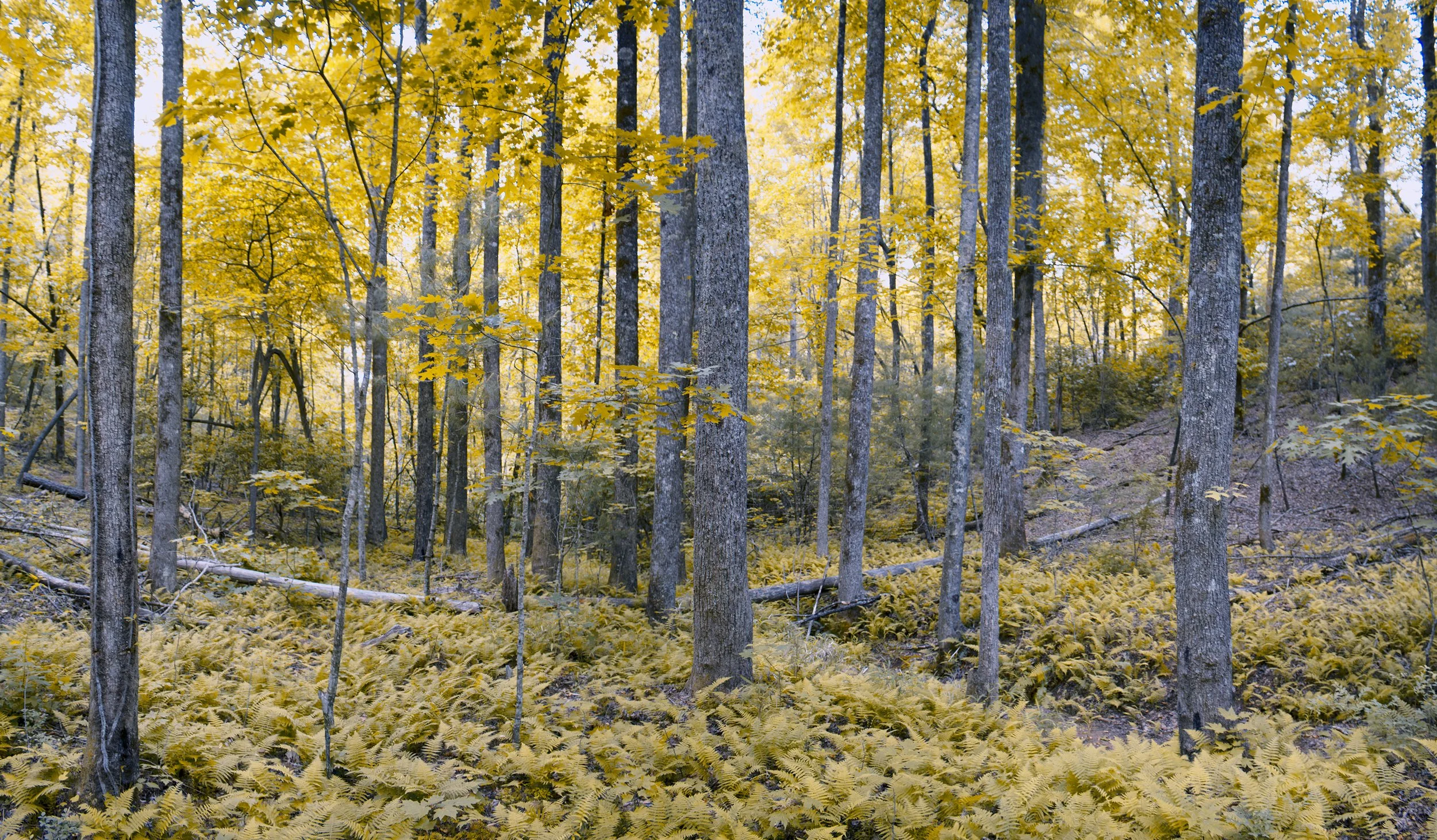 A forest scene with tall trees and yellow leaves, with a ground cover of ferns.