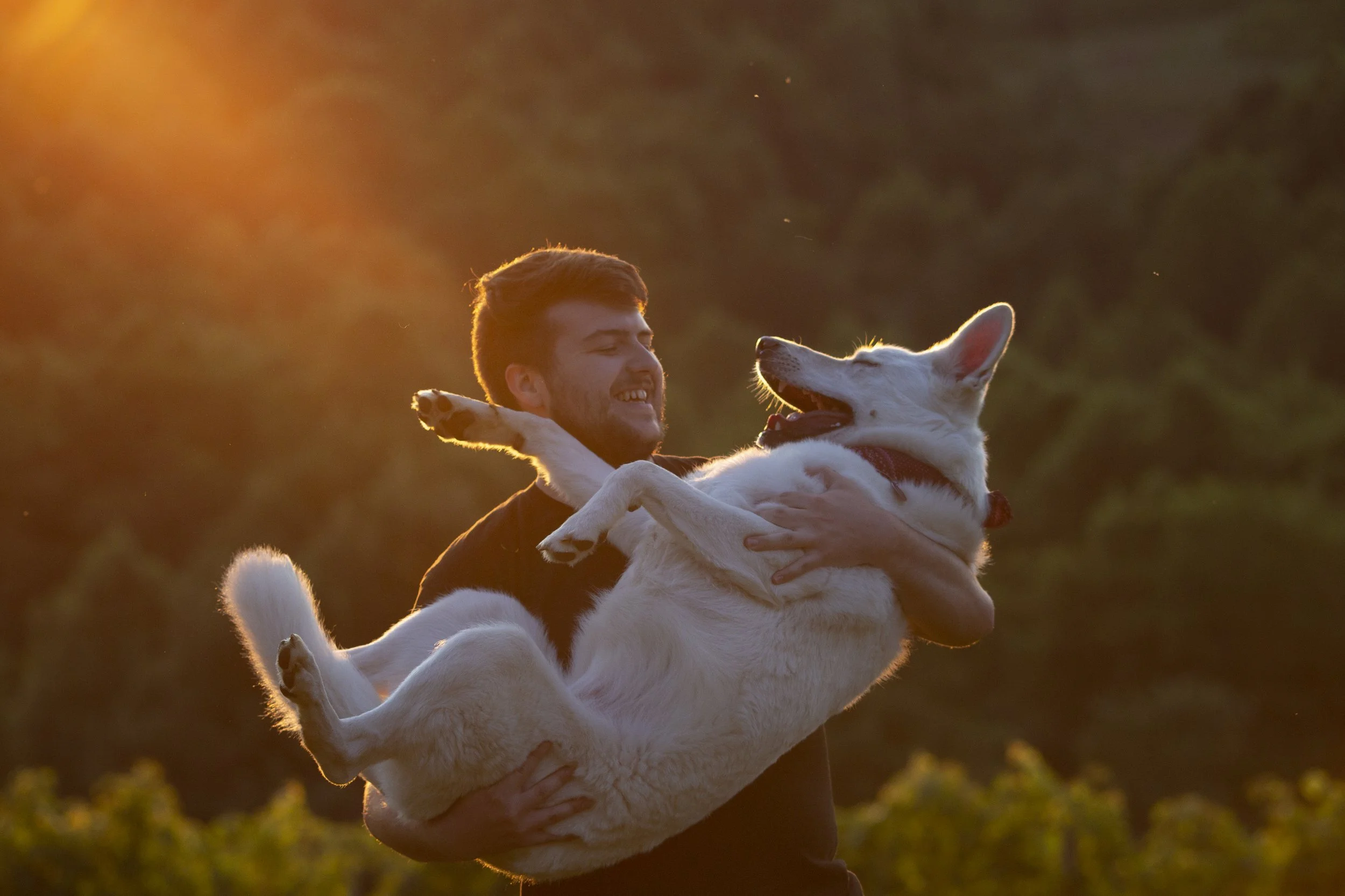 A man is holding a large white dog in his arms outdoors during sunset, with the background of trees and a warm orange glow in the sky.