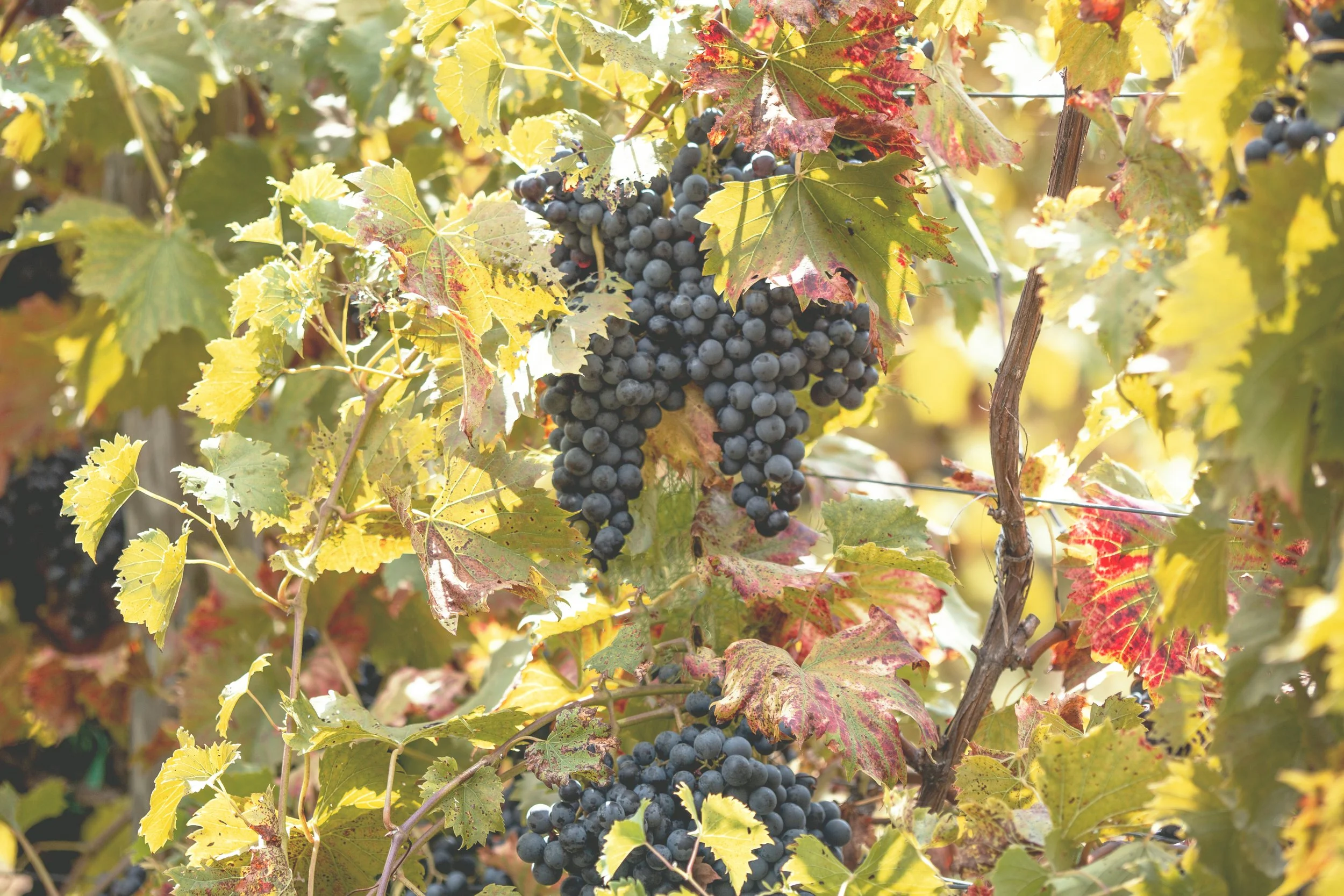 Clusters of ripe dark purple grapes hanging from a vine surrounded by yellowing and reddish leaves in a vineyard during autumn.