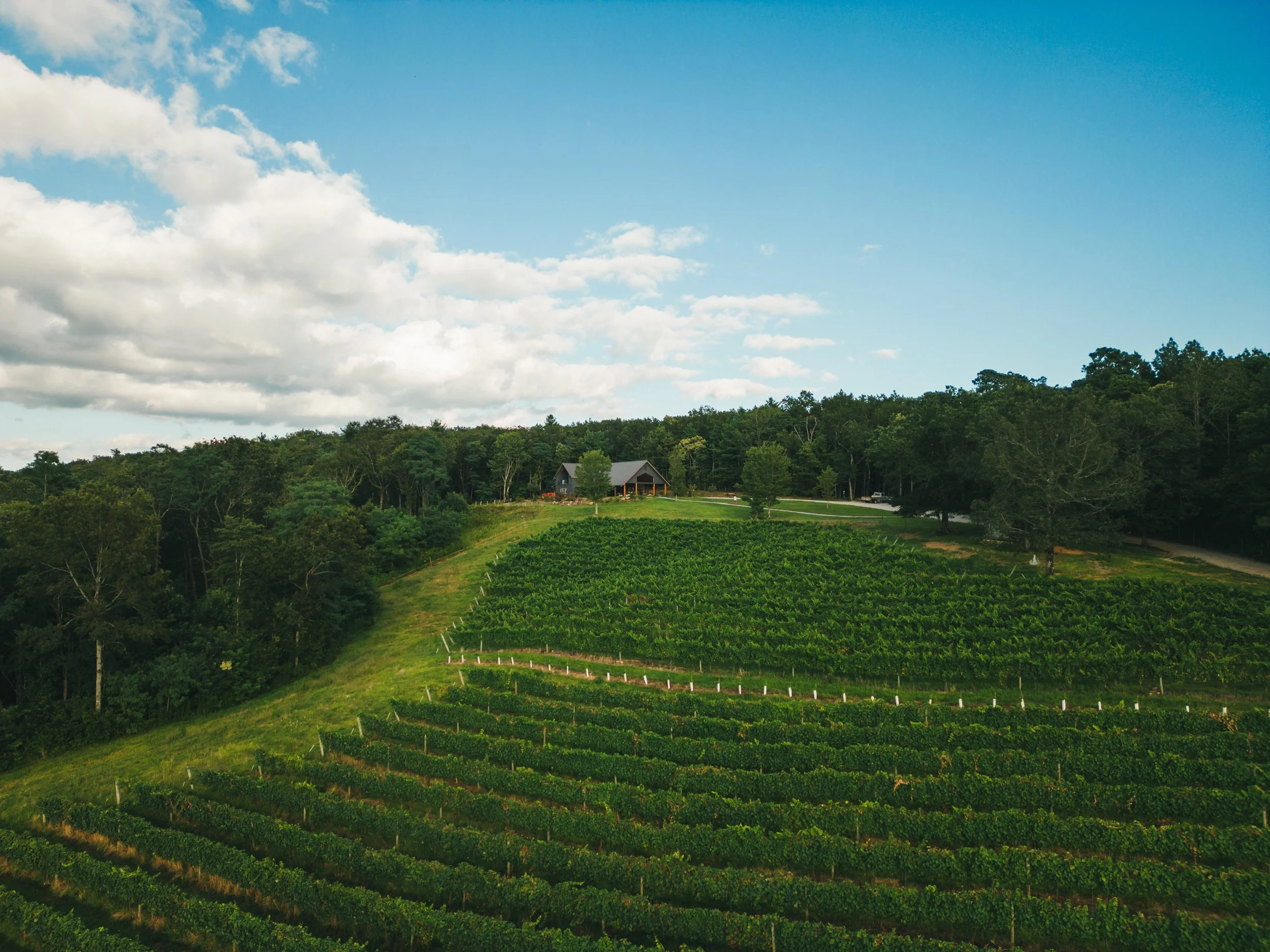 A scenic view of a vineyard on a hillside with lush green rows of grapevines, surrounded by trees under a partly cloudy sky.