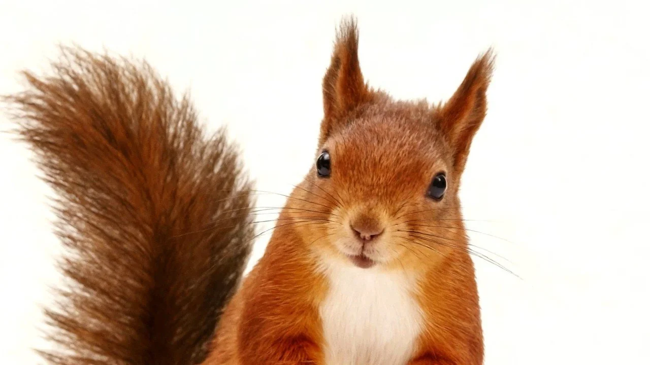 Bringing a mischievous red squirrel to life for Pip &amp; Nut’s first advert