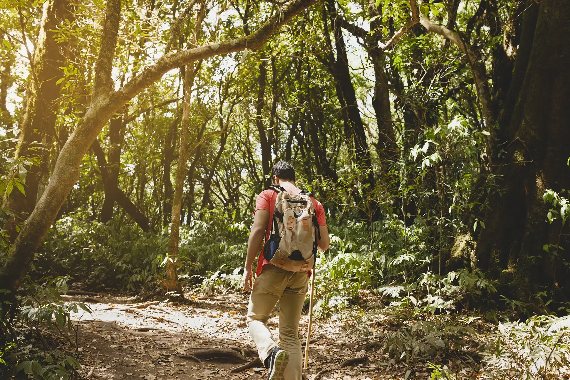 Person hiking in a forest, wearing a red shirt, khaki pants, carrying a backpack, and using a walking stick.