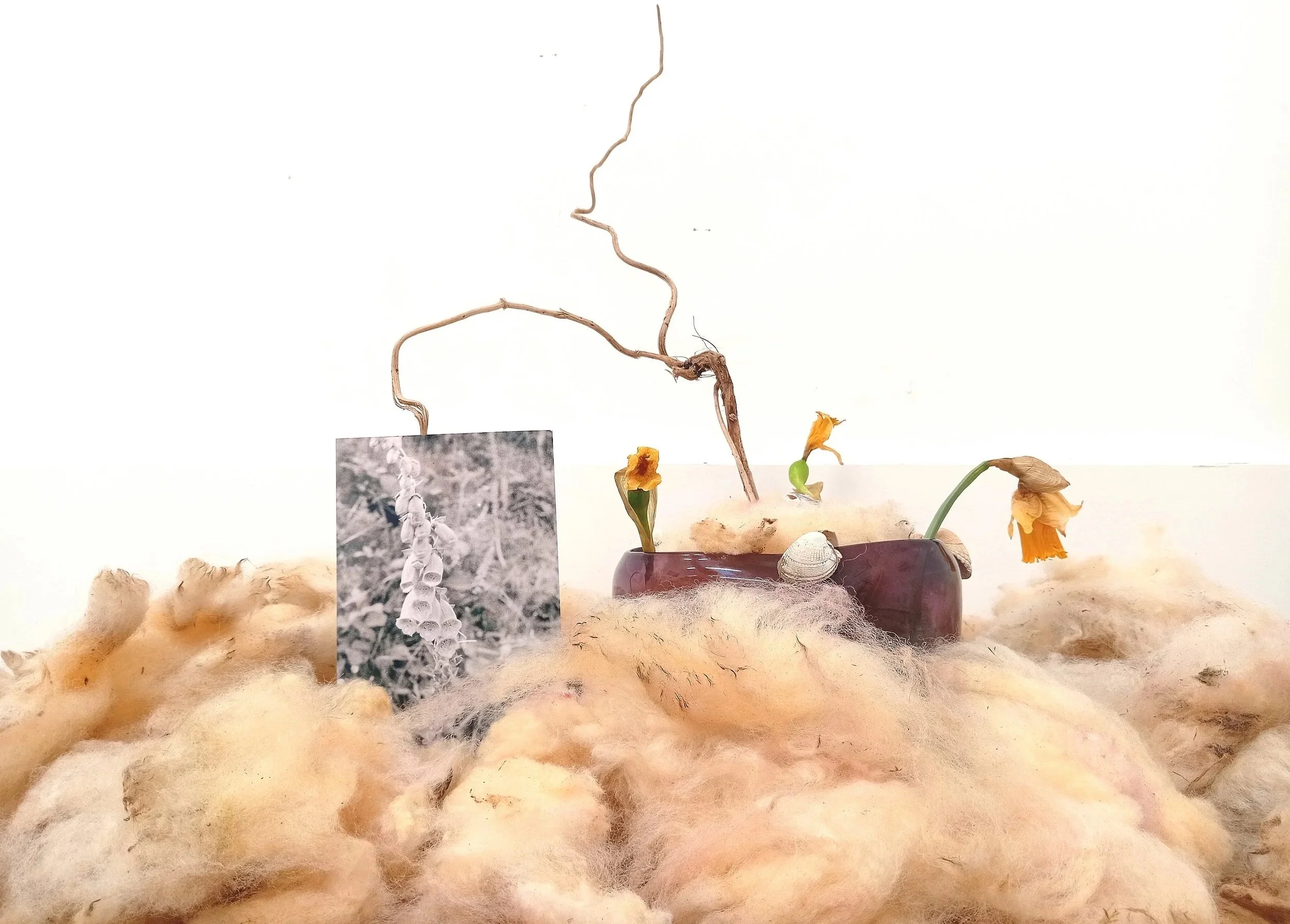 Ikebana, unprocessed sheep's wool, dried daffodils, found vase, beach combed plants, shells, photo print, mdf shelf, 48x15x21in, 2026